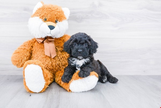 Little Mini Berniedoodle Poodle Mix Puppy