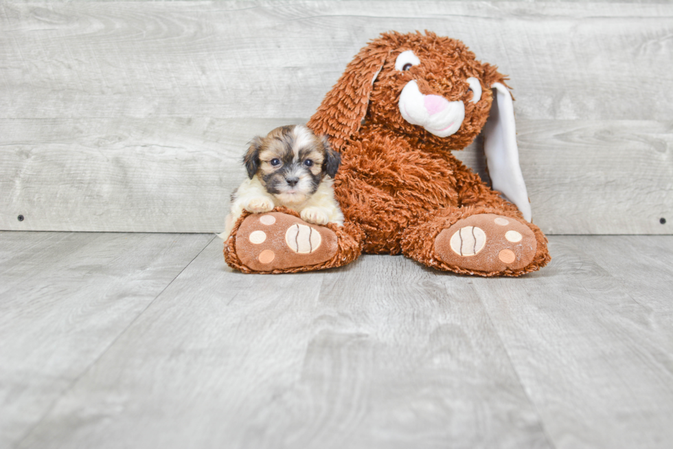 Fluffy Teddy Bear Designer Pup