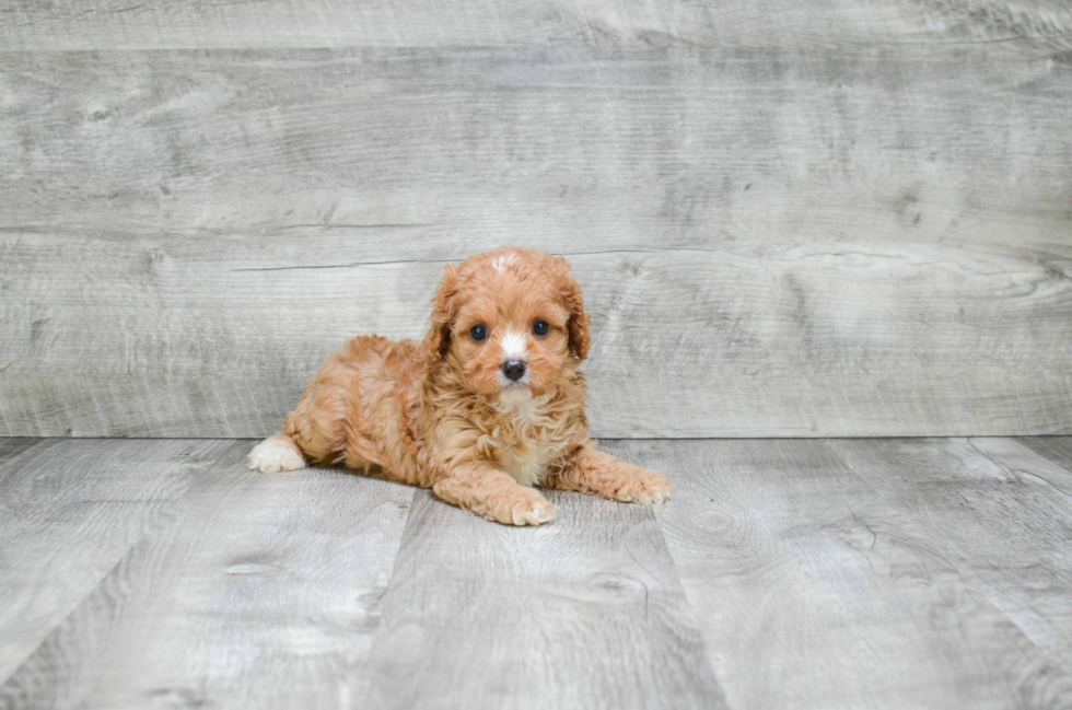 Playful Cavoodle Poodle Mix Puppy