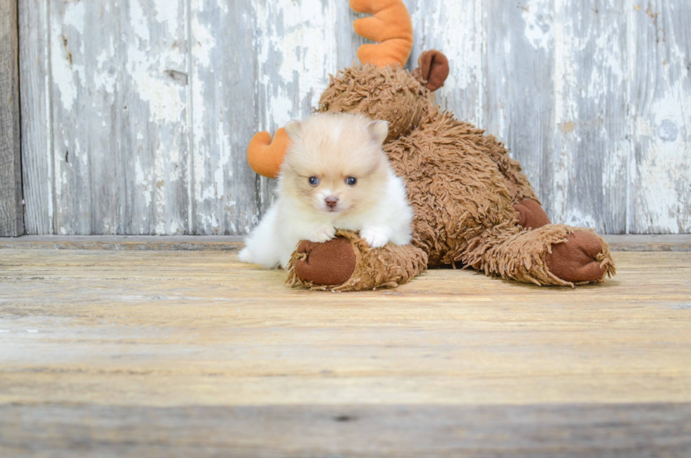 Pomeranian Pup Being Cute