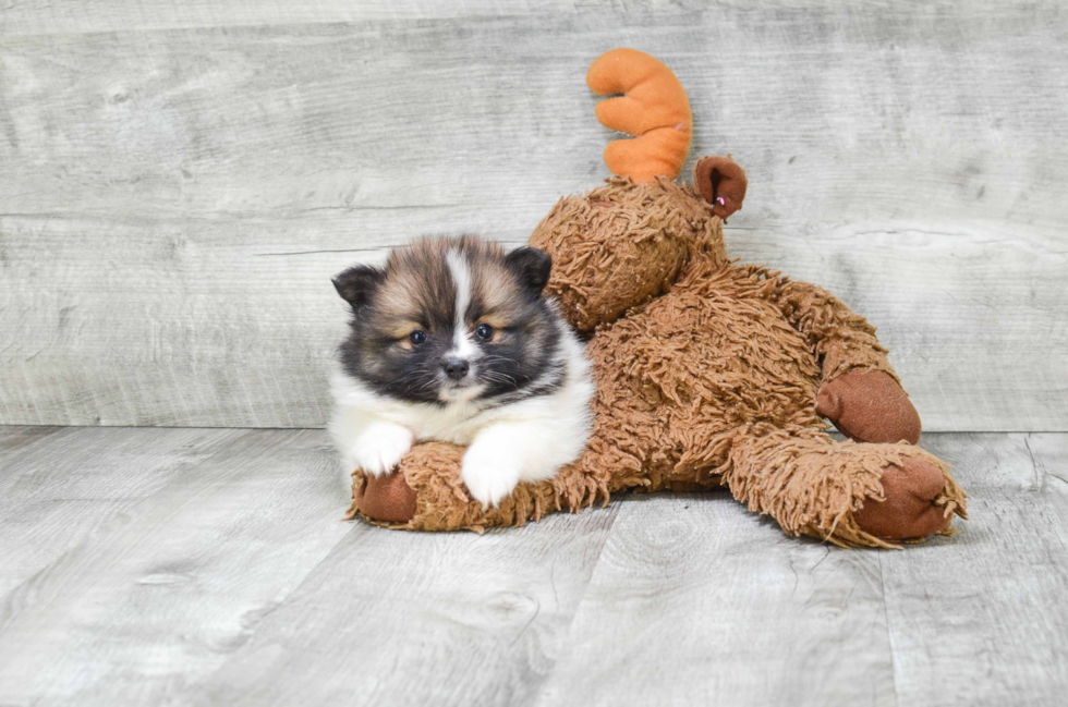 Best Pomeranian Baby