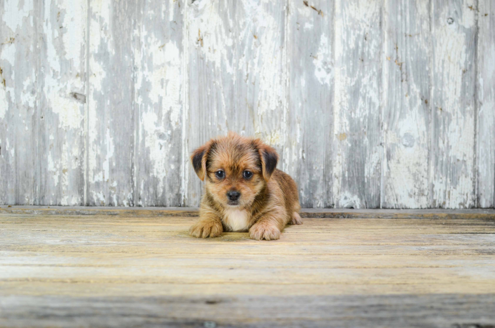 Shorkie Pup Being Cute