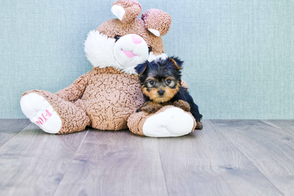 Meet Trigger - our Yorkshire Terrier Puppy Photo 