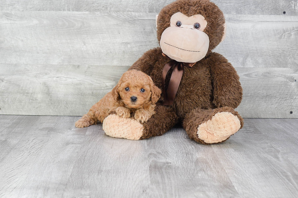 Fluffy Cavapoo Poodle Mix Pup