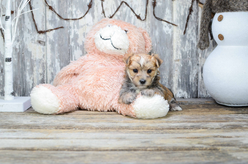 Morkie Pup Being Cute