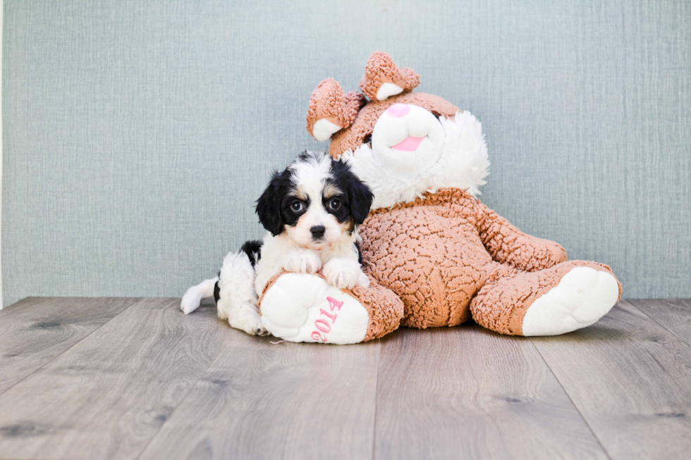 Happy Cavachon Baby