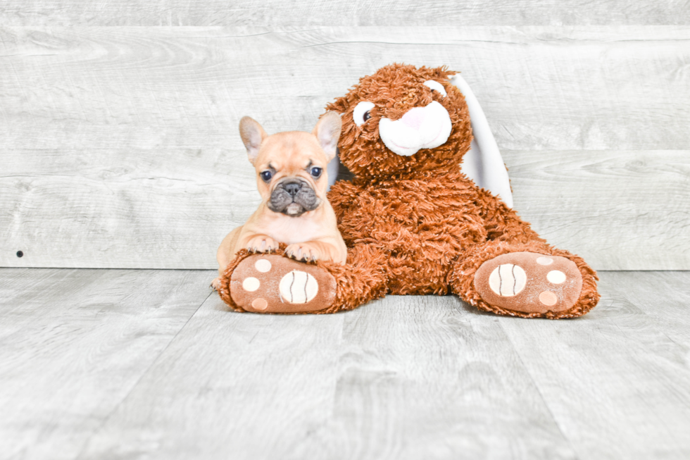 French Bulldog Pup Being Cute