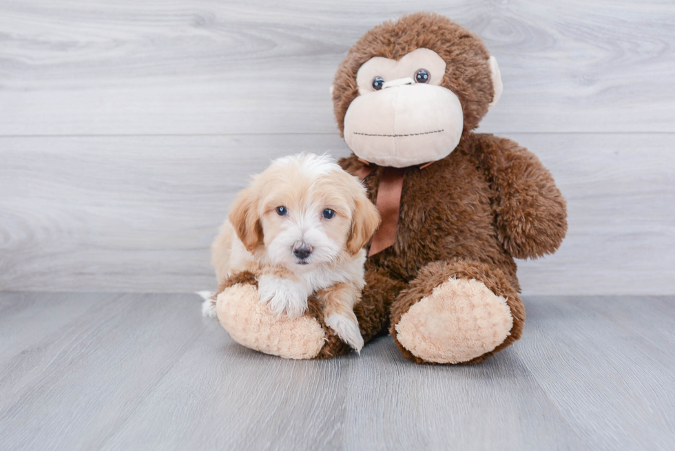 Funny Maltipoo Poodle Mix Pup