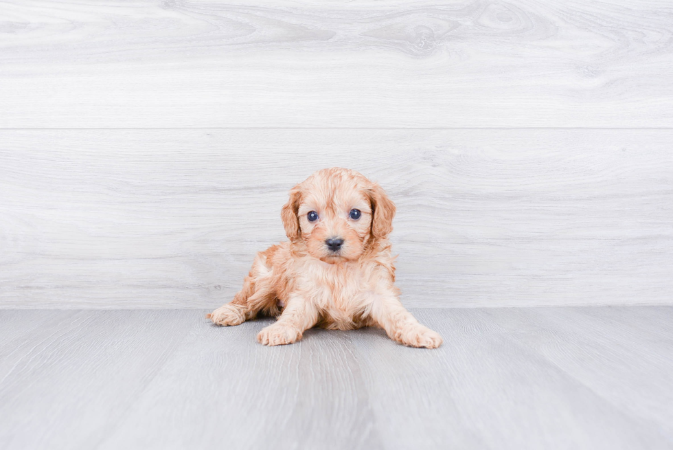 Cavapoo Pup Being Cute