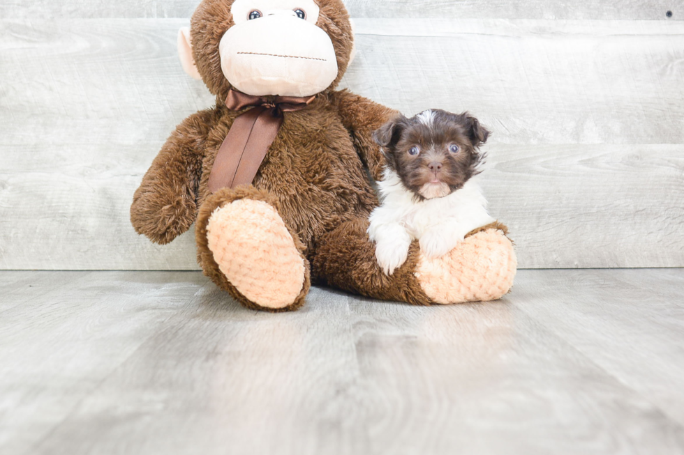Best Havanese Baby