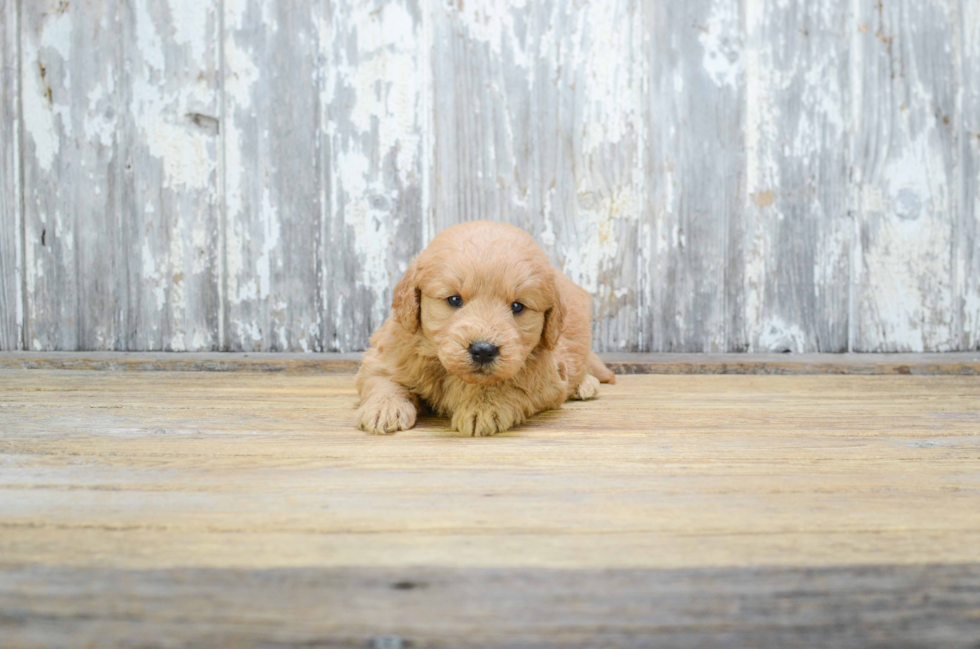 Friendly Mini Goldendoodle Baby