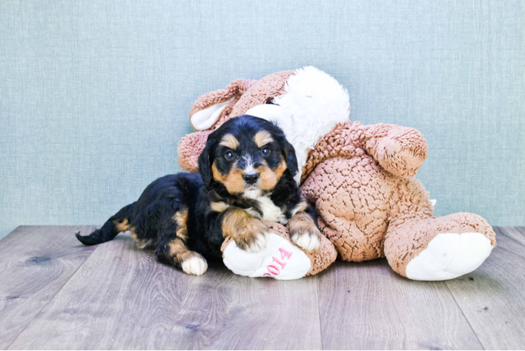 Mini Bernedoodle Puppy for Adoption