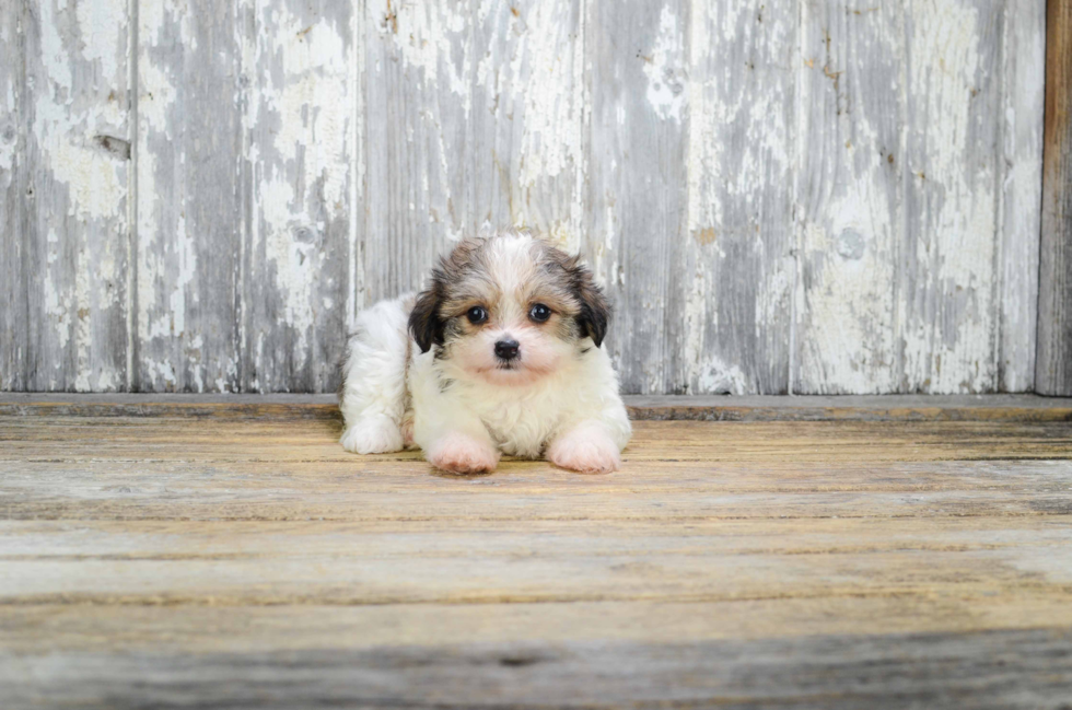 Morkie Puppy for Adoption