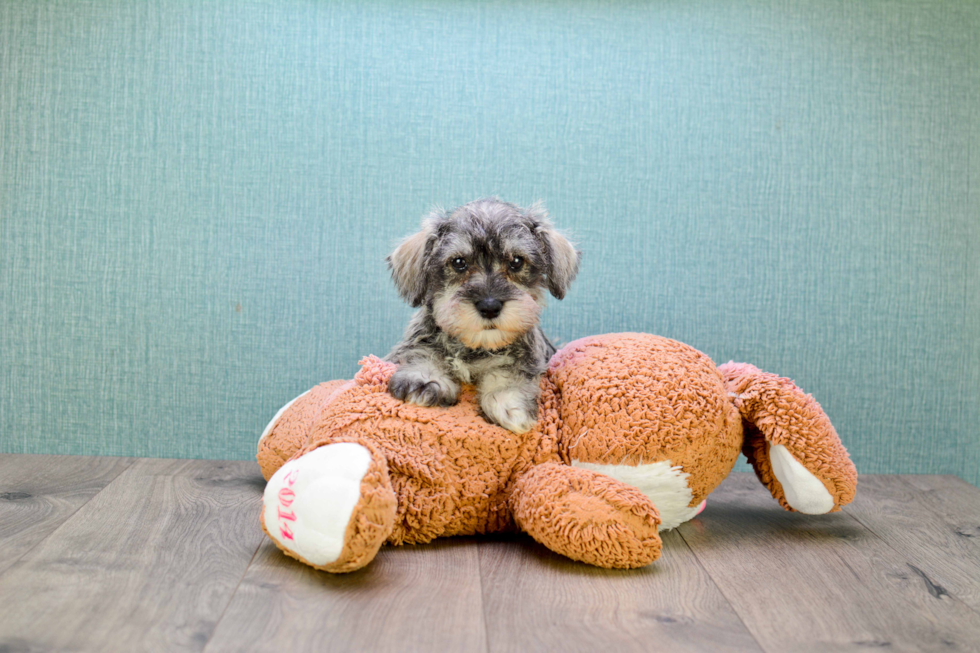 Cute Mini Schnauzer Mix Pup