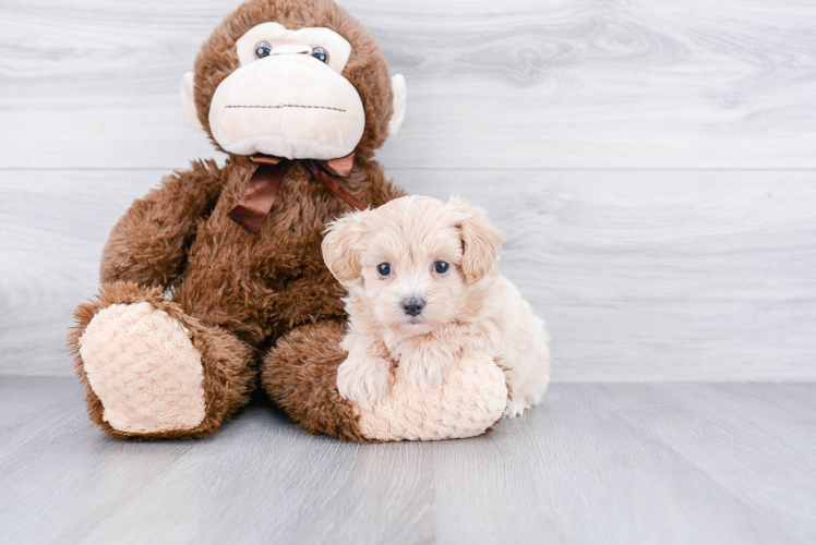 Popular Maltipoo Poodle Mix Pup