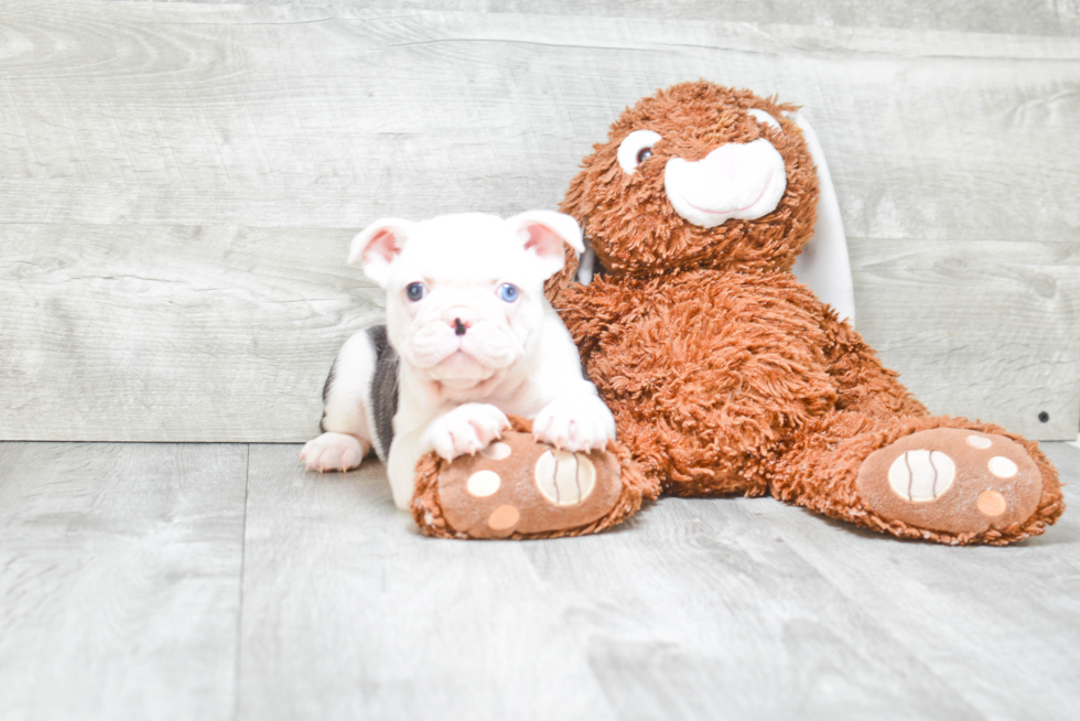 French Bulldog Pup Being Cute