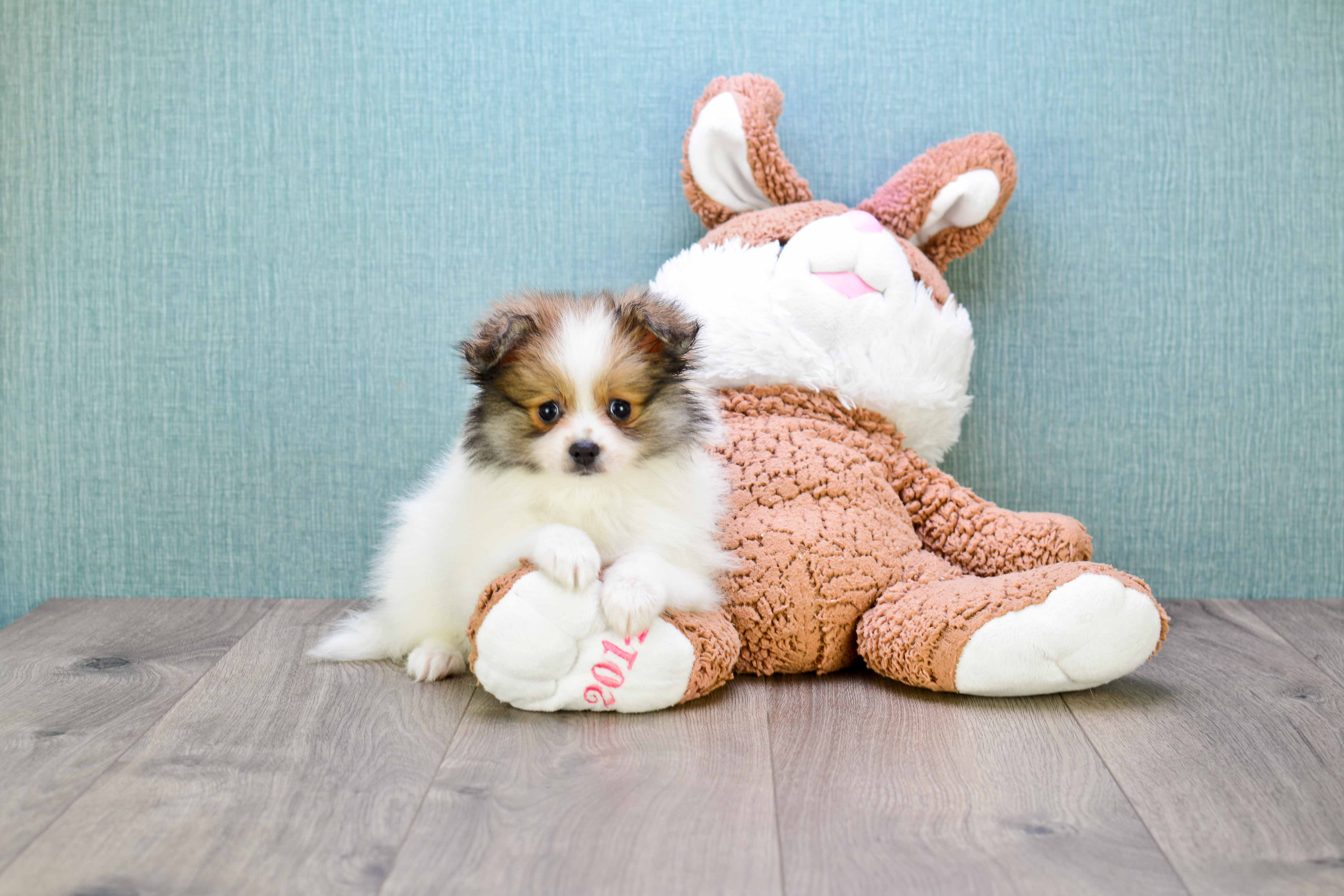Popular Pomeranian Baby