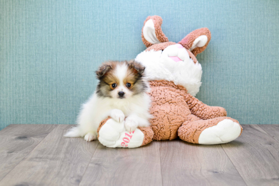 Popular Pomeranian Baby