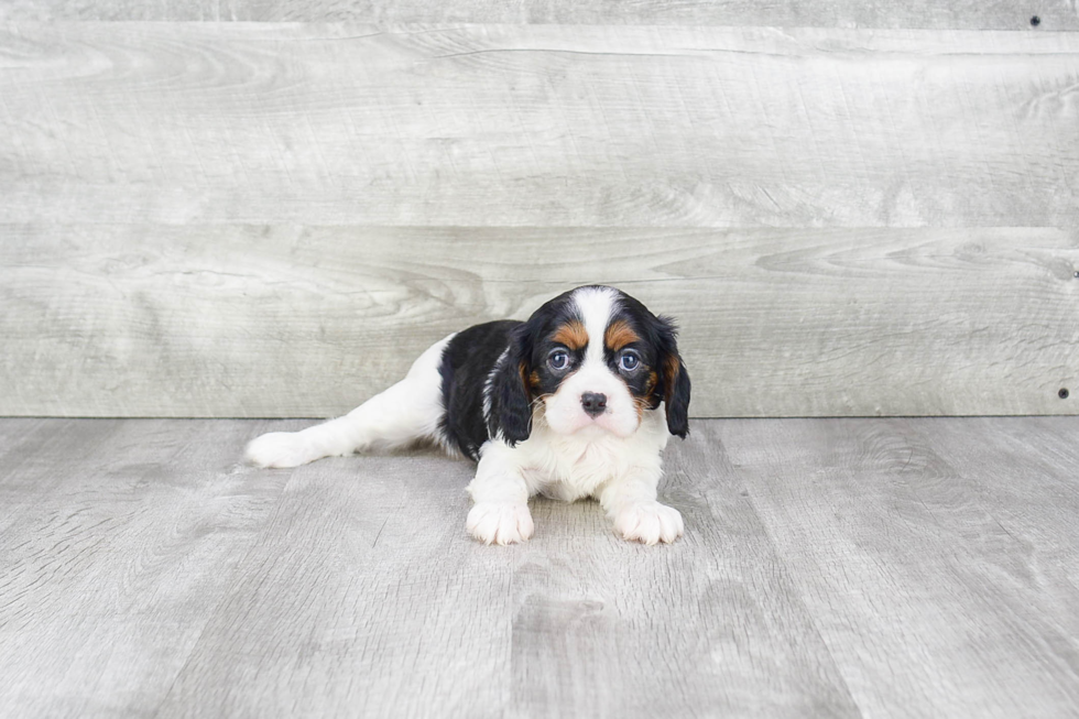 Best Cavalier King Charles Spaniel Baby