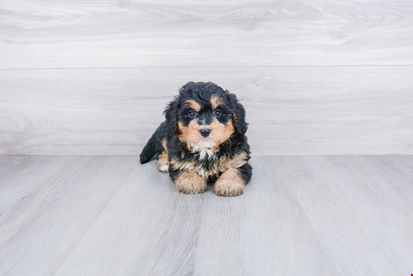 Mini Bernedoodle Pup Being Cute