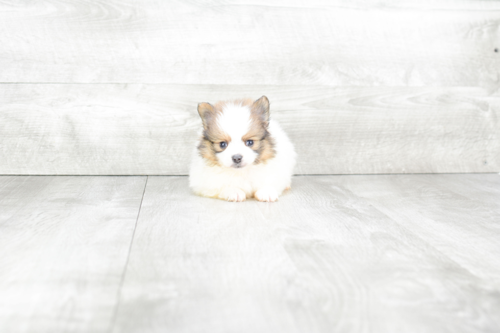 Fluffy Pomeranian Purebred Puppy