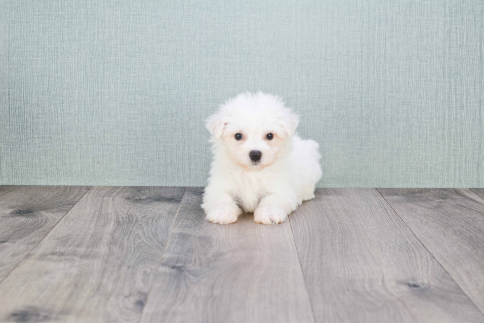 Best Bichon Frise Baby