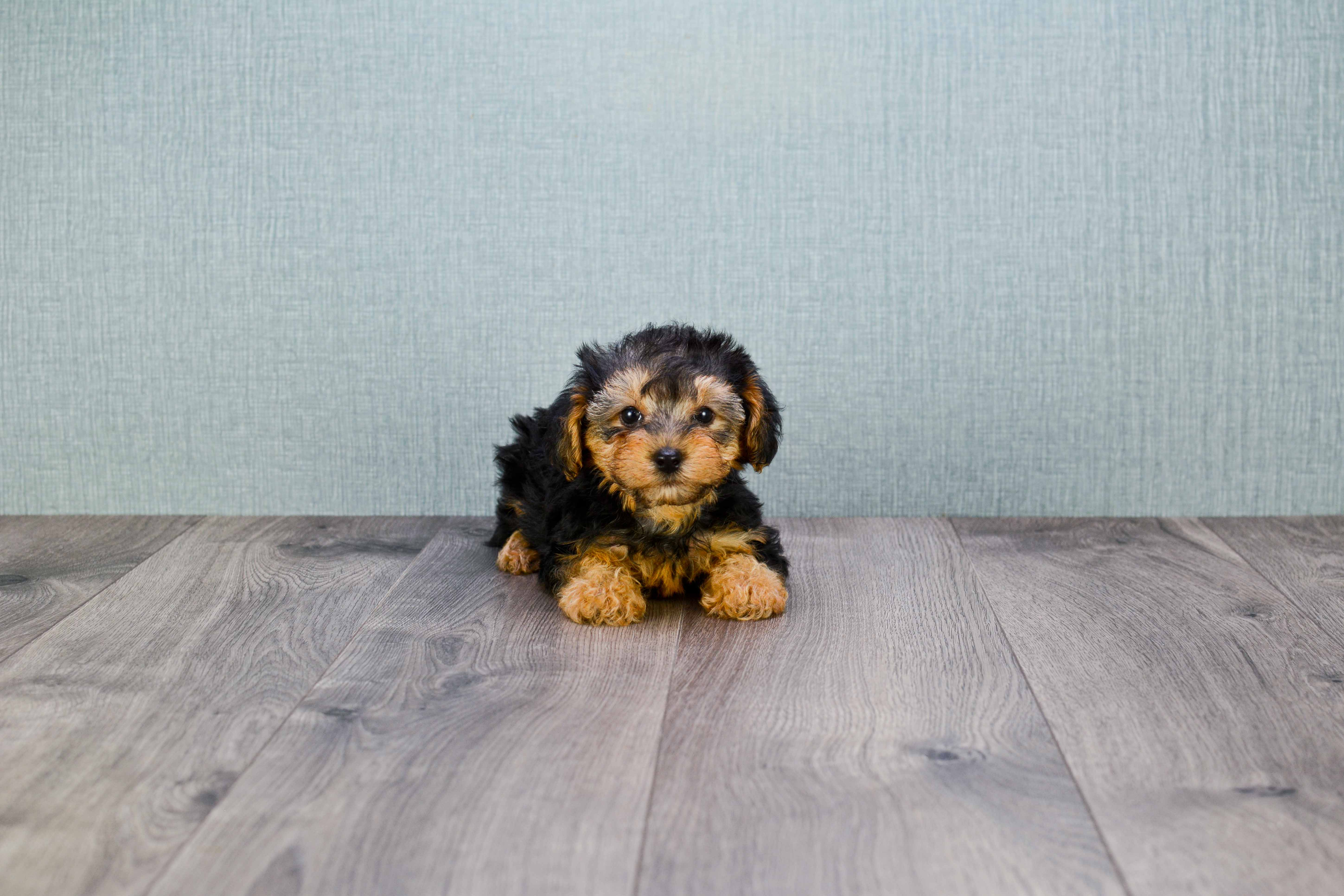 Hypoallergenic Yorkie Doodle Poodle Mix Puppy