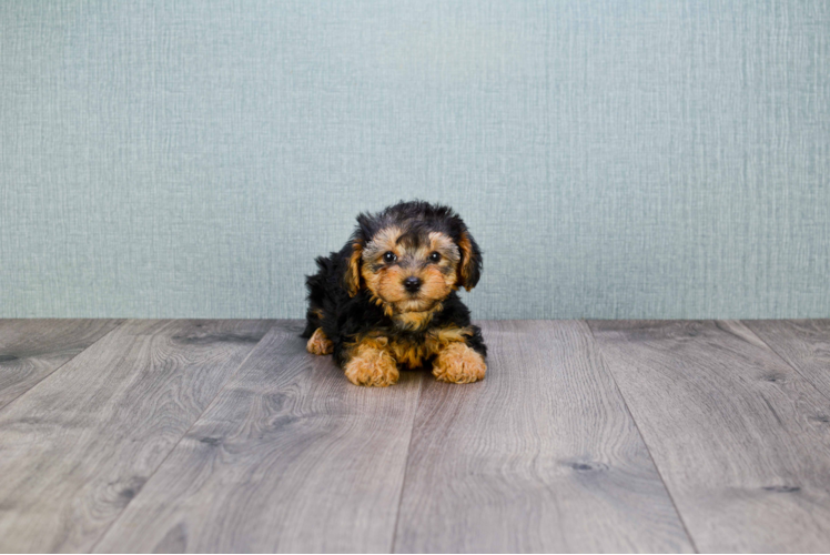 Hypoallergenic Yorkie Doodle Poodle Mix Puppy