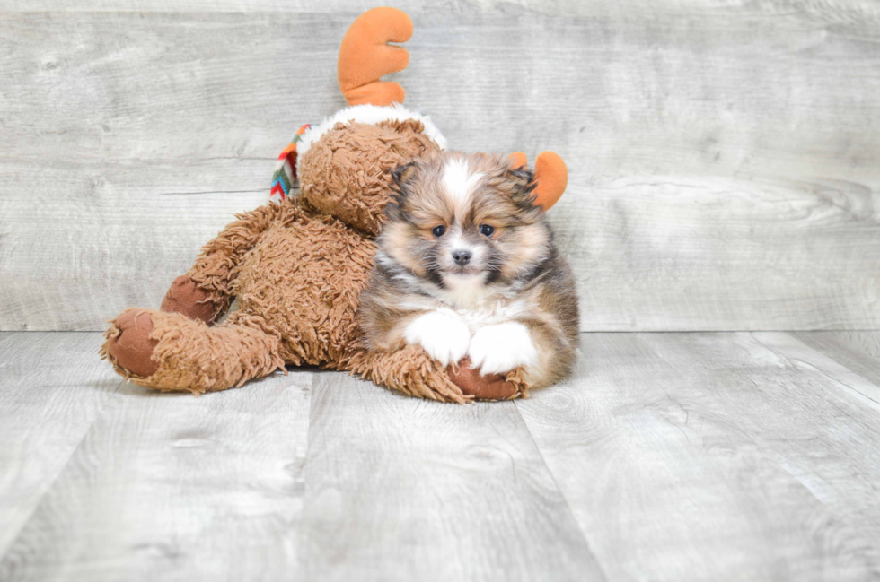 Fluffy Pomeranian Purebred Puppy