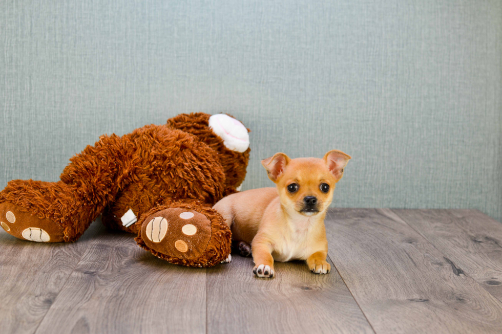 Cute Chihuahua Baby