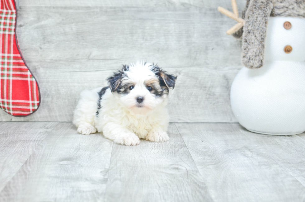 Adorable Yorkie Designer Puppy