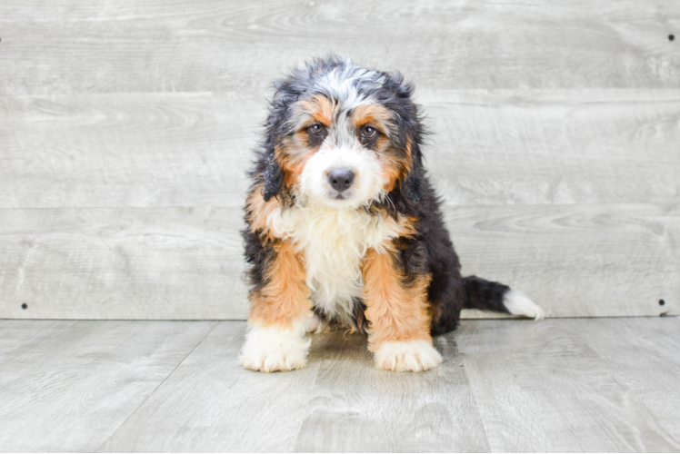 Mini Bernedoodle Pup Being Cute