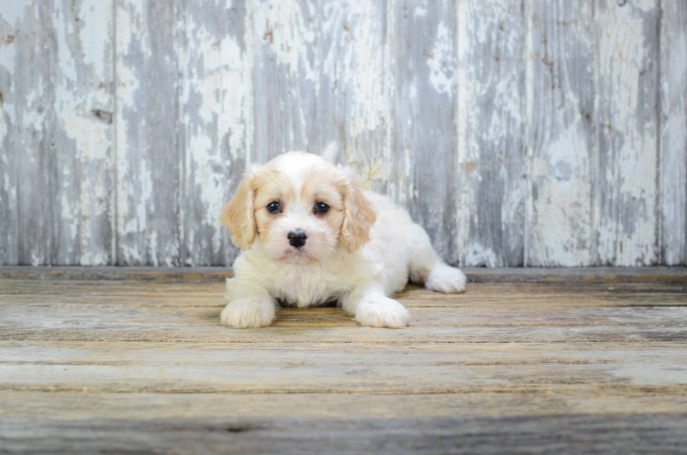 Best Cavachon Baby