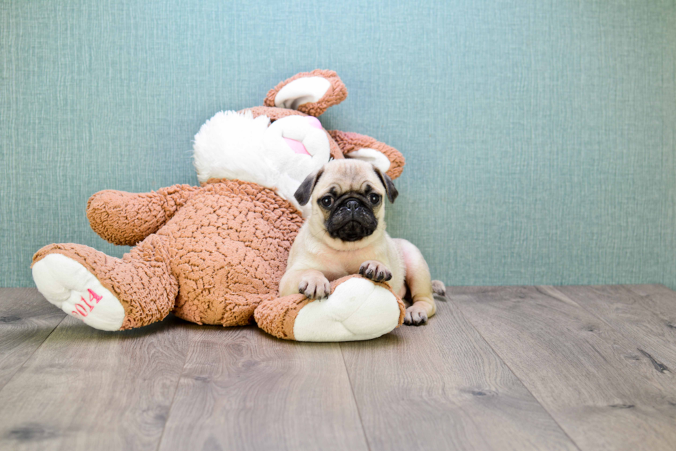 Smart Pug Purebred Puppy