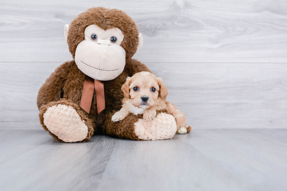 Petite Cavachon Designer Pup