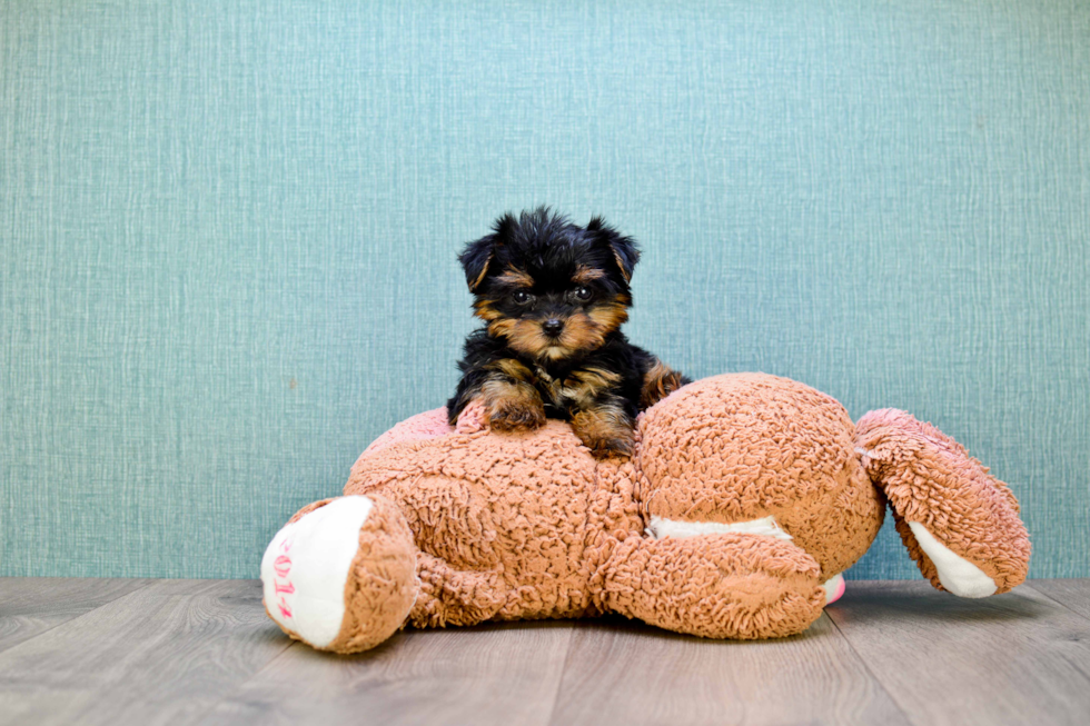 Meet Bella - our Yorkshire Terrier Puppy Photo 