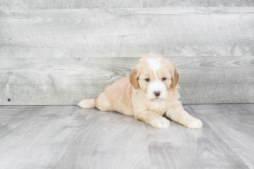 Energetic Golden Retriever Poodle Mix Puppy