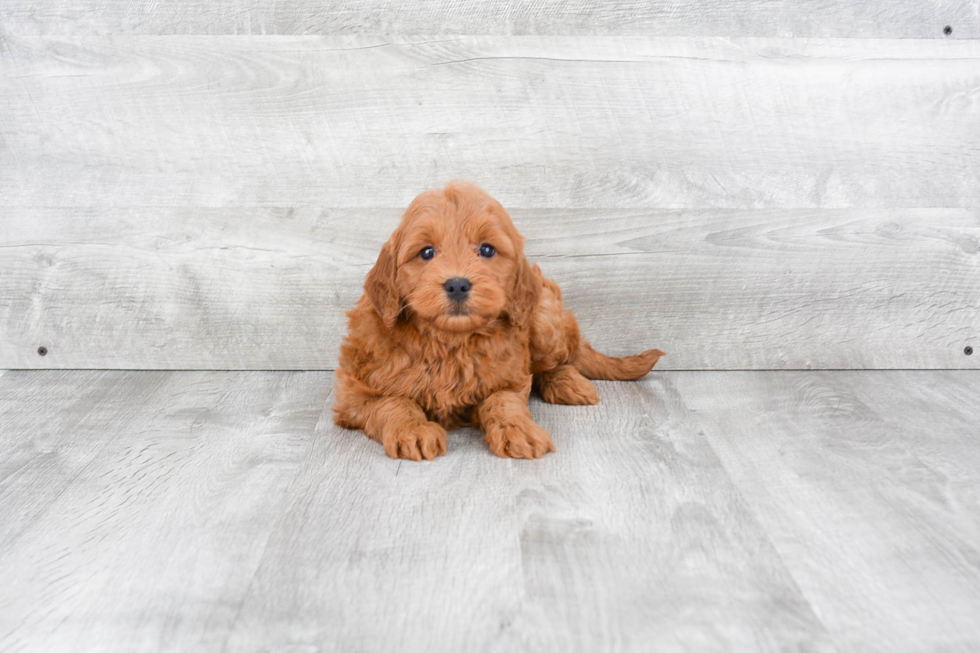 Funny Mini Goldendoodle Poodle Mix Pup