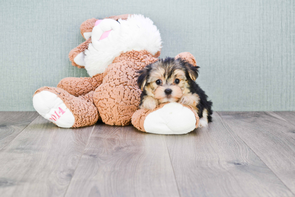 Morkie Puppy for Adoption