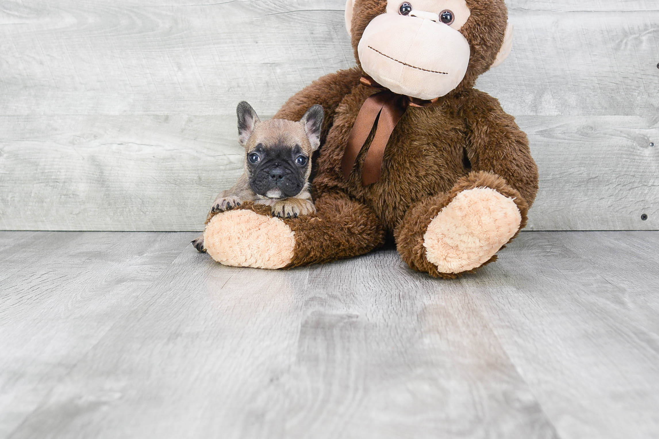 French Bulldog Pup Being Cute