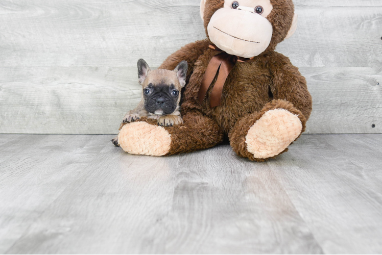 French Bulldog Pup Being Cute