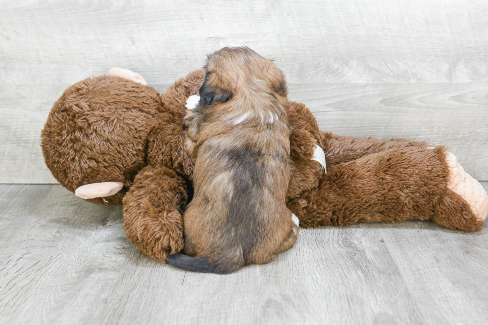 Adorable Havanese Purebred Puppy