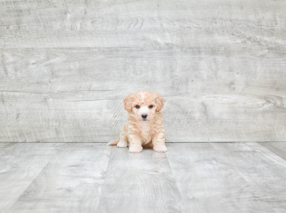 Maltipoo Puppy for Adoption