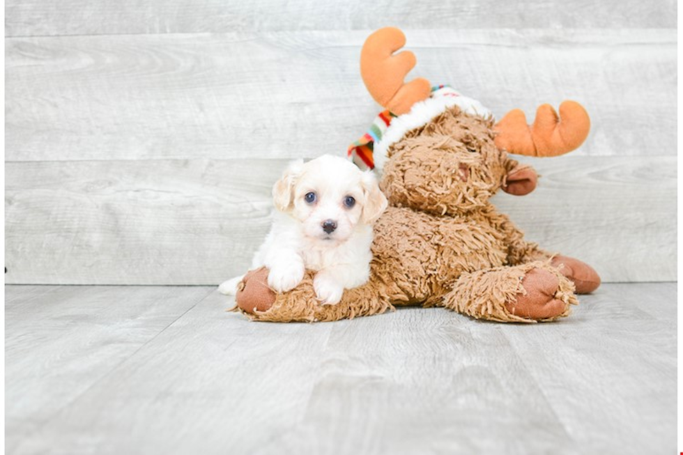 Smart Cavachon Designer Pup