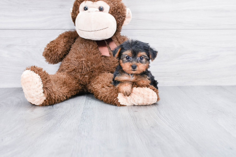 Meet Izzie - our Yorkshire Terrier Puppy Photo 