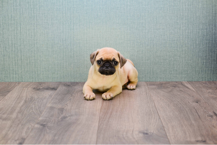 Pug Puppy for Adoption