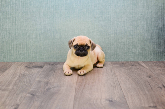 Pug Puppy for Adoption