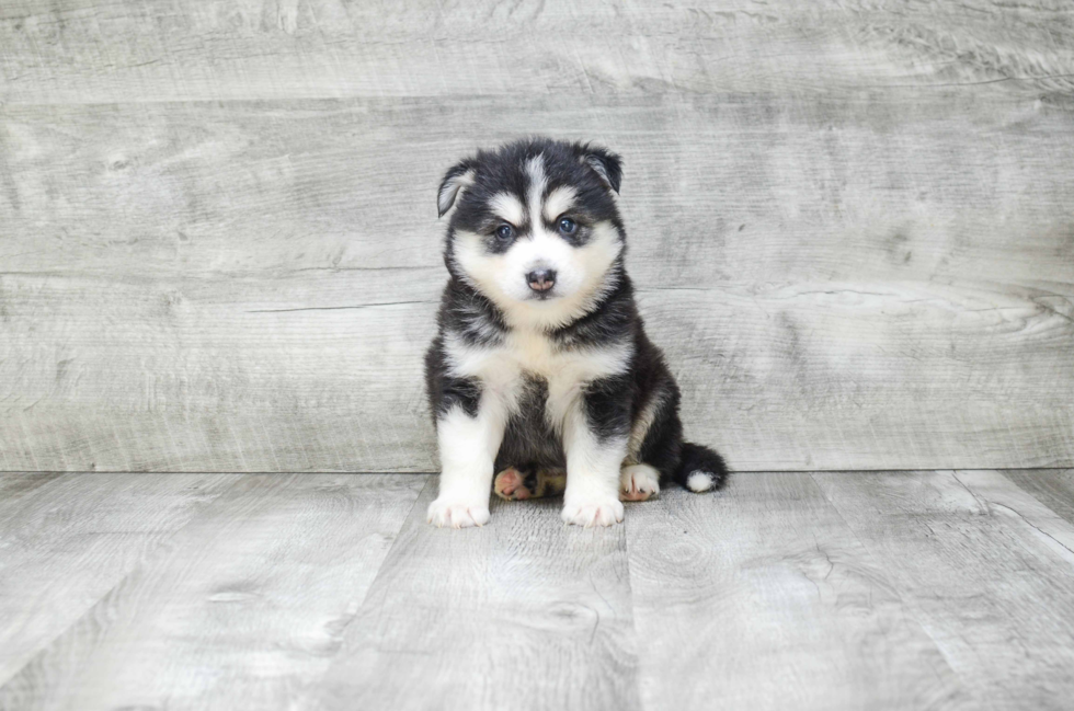 Best Pomsky Baby