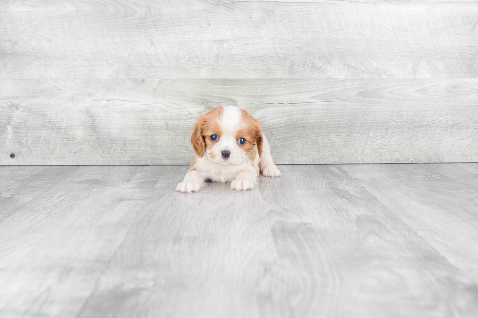 Cavalier King Charles Spaniel Puppy for Adoption