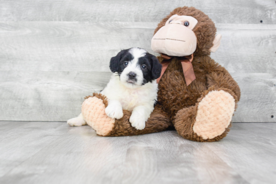 Best Mini Bernedoodle Baby